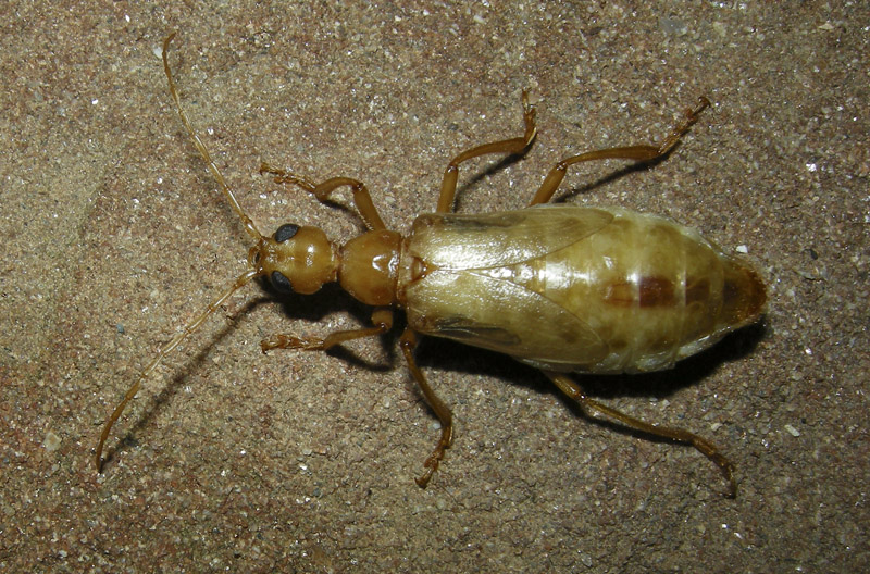 Che coleotteri sono?    Vesperus luridus (Vesperidae)